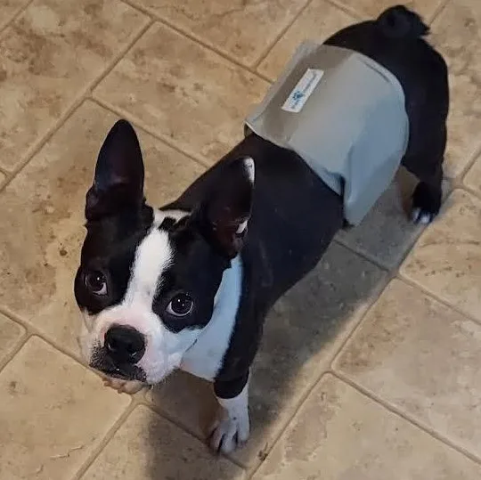 Hopscotch thumbnail 4