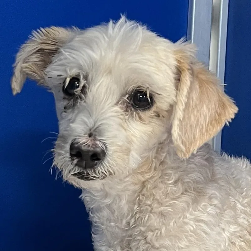 An adult small-sized male White / Cream Mixed Breed dog named Cosmo for adoption in Las Cruces, NM