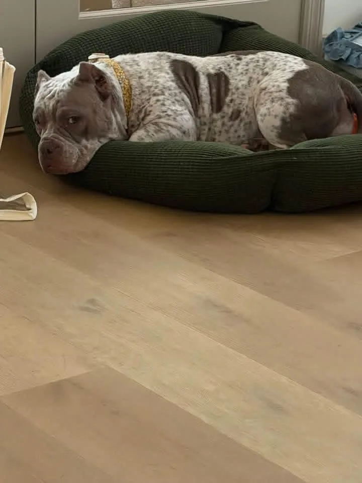 A young medium-sized female Bulldog dog named Opal for adoption in Lutz, FL