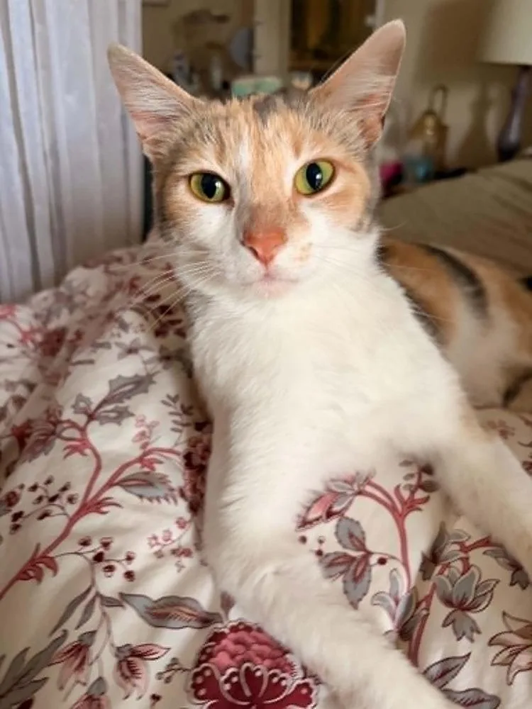 An adult medium-sized female Domestic Short Hair cat named Ginger for adoption in South Bend, IN