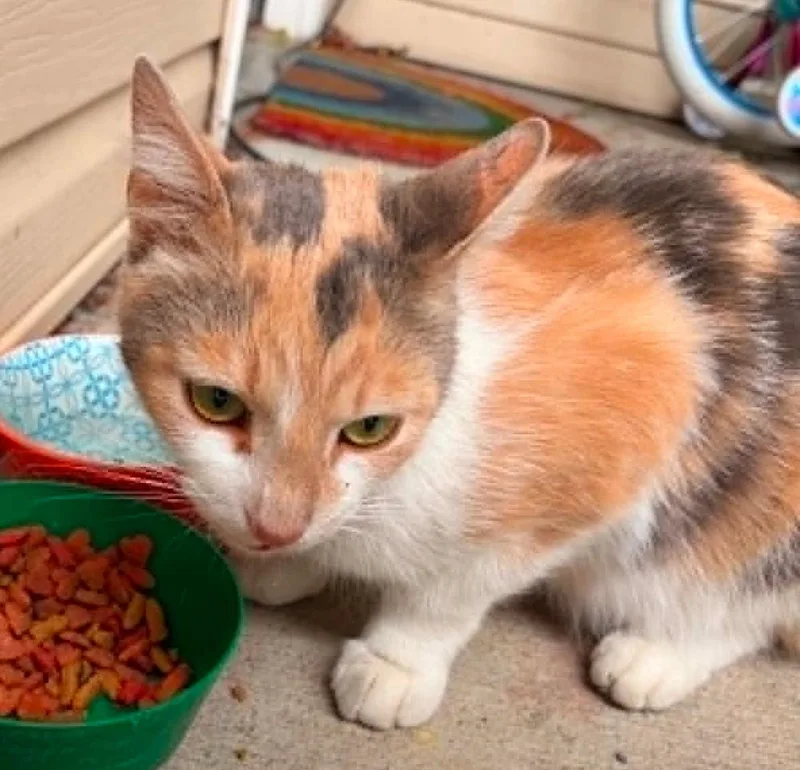 Ginger thumbnail 2