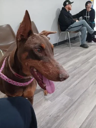An adult medium-sized female Doberman Pinscher dog named Dottie for adoption in Saint Charles, MO