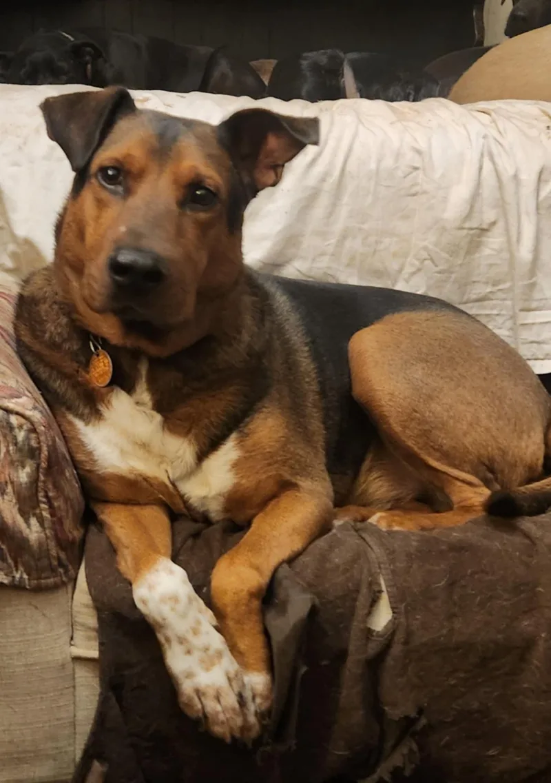 A senior medium-sized male Bicolor Shepherd dog named Aspen for adoption in Six Mile, SC