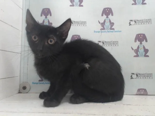 A baby small-sized male Domestic Short Hair cat named Beckham for adoption in Orlando, FL