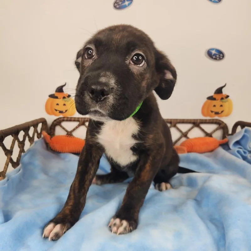 A baby small-sized female Brindle Boxer dog named Dorothy for adoption in Fort Wayne, IN