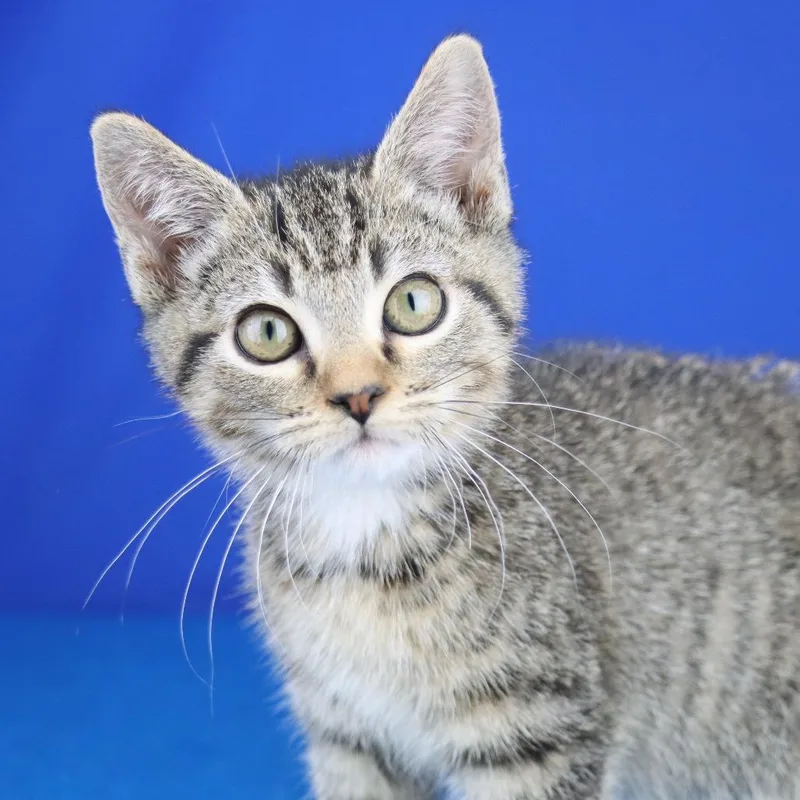 A baby small-sized female Gray / Blue / Silver Domestic Short Hair cat named Cadi  U for adoption in Tupelo, MS