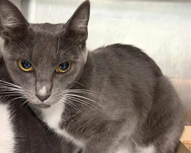 A young medium-sized female Gray / Blue / Silver Domestic Short Hair cat named Monocle for adoption in Tavares, FL