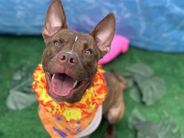 A young medium-sized male Mixed Breed dog named Fifa for adoption in Charlotte, NC