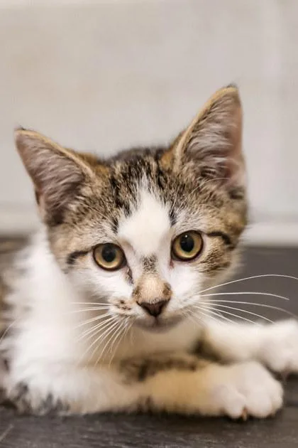 A baby small-sized male Domestic Short Hair cat named Binx for adoption in Dothan, AL
