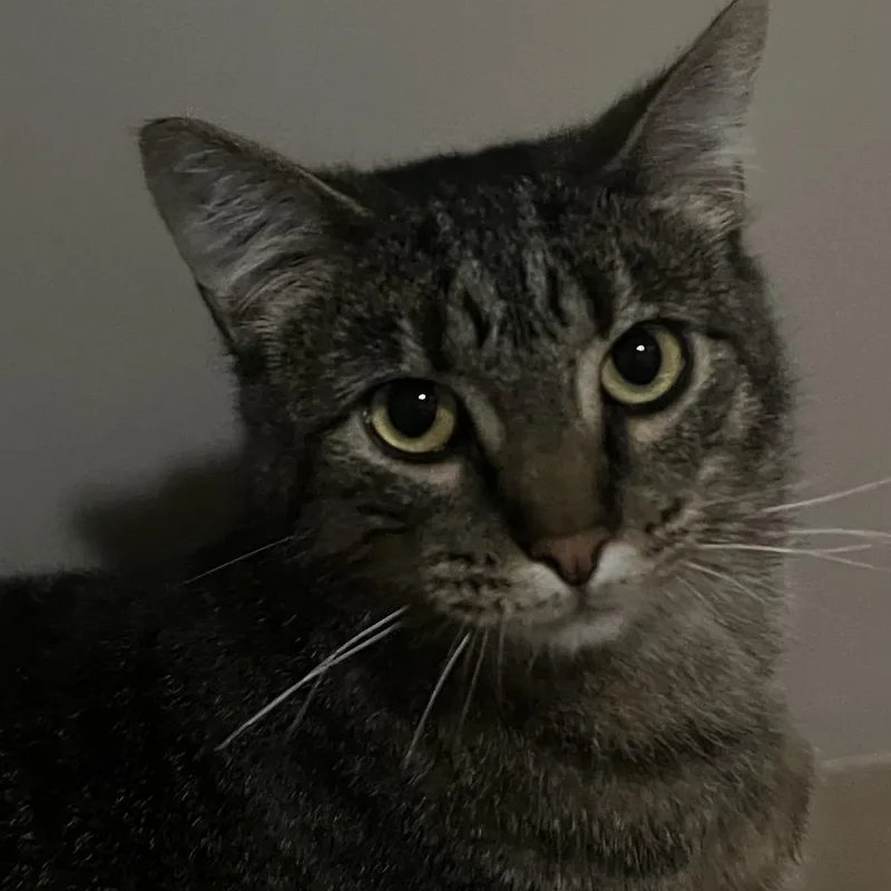 An adult large-sized female Brown / Chocolate Domestic Short Hair cat named Clover for adoption in Milan, IL
