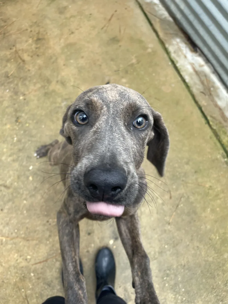 A young medium-sized male Brindle Plott Hound dog named Sawyer for adoption in Ruston, LA
