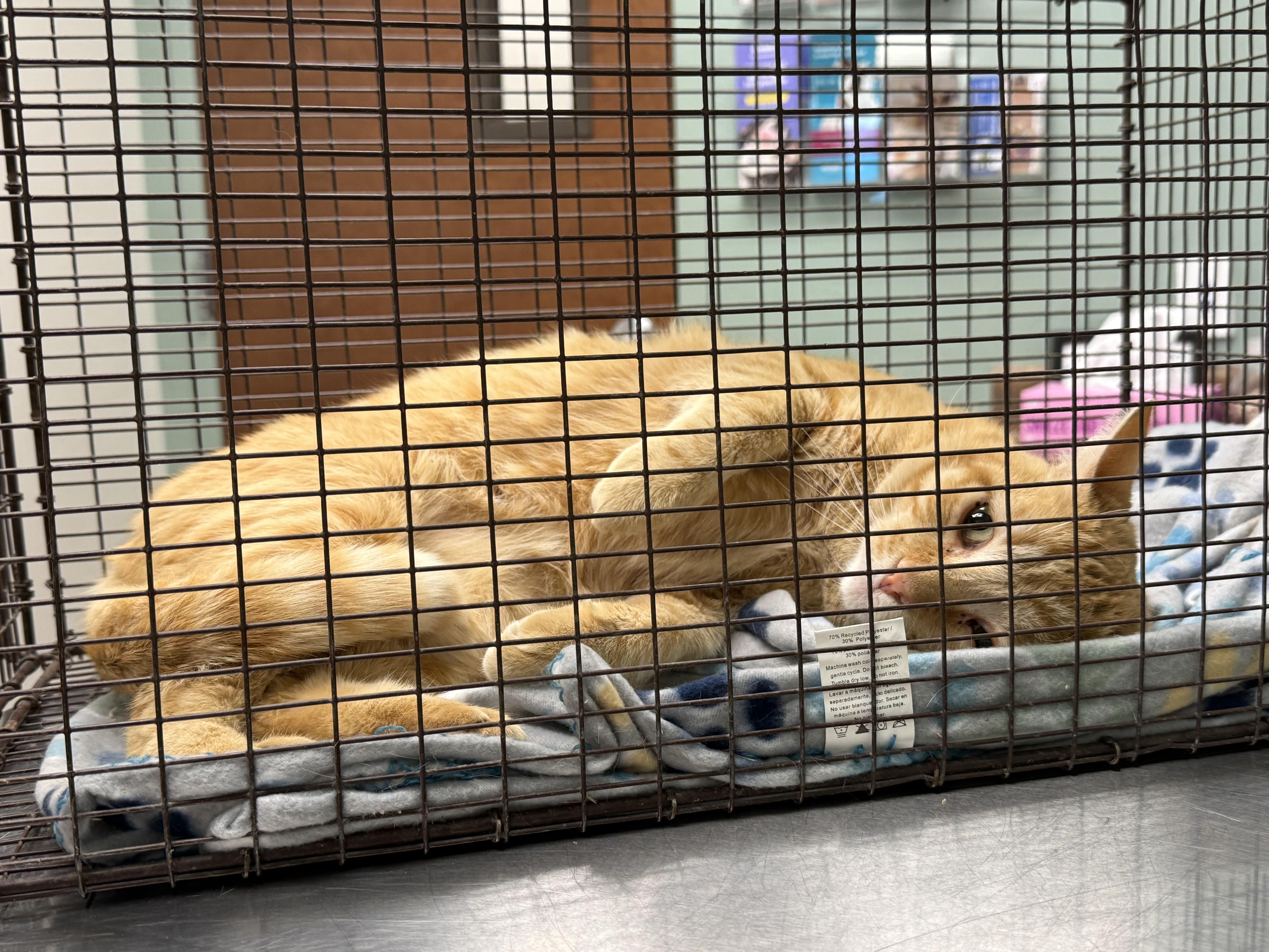 An adult medium-sized male Orange / Red Domestic Short Hair cat named Dj for adoption in Marana, AZ