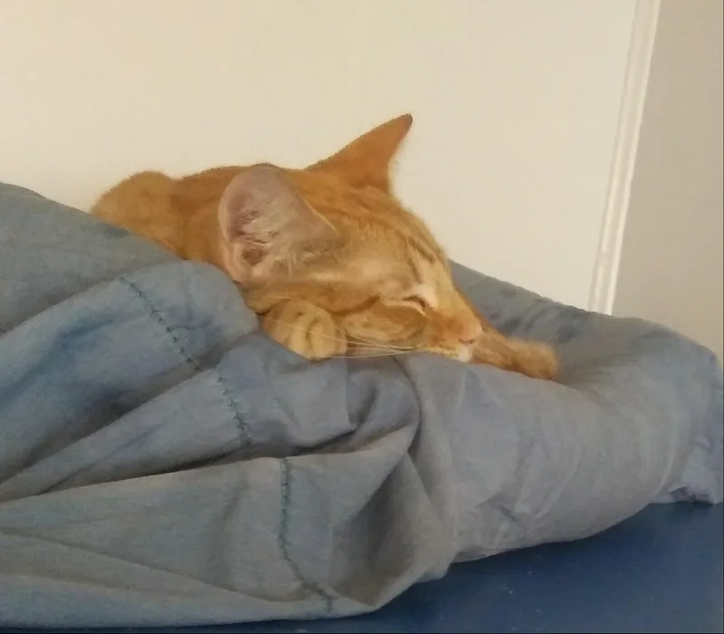 A young medium-sized male Orange / Red Domestic Short Hair cat named Satsuma for adoption in Port Wentworth, GA