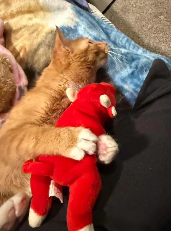 A young medium-sized female Orange / Red Domestic Short Hair cat named Frosty for adoption in Rochester, NY