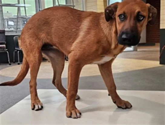 A young large-sized female Pit Bull Terrier dog named Rosie for adoption in Los Angeles, CA
