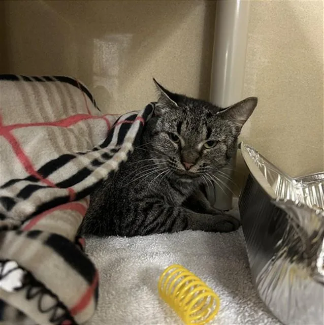 A young medium-sized female Domestic Short Hair cat named Bishop for adoption in Lincolnton, NC