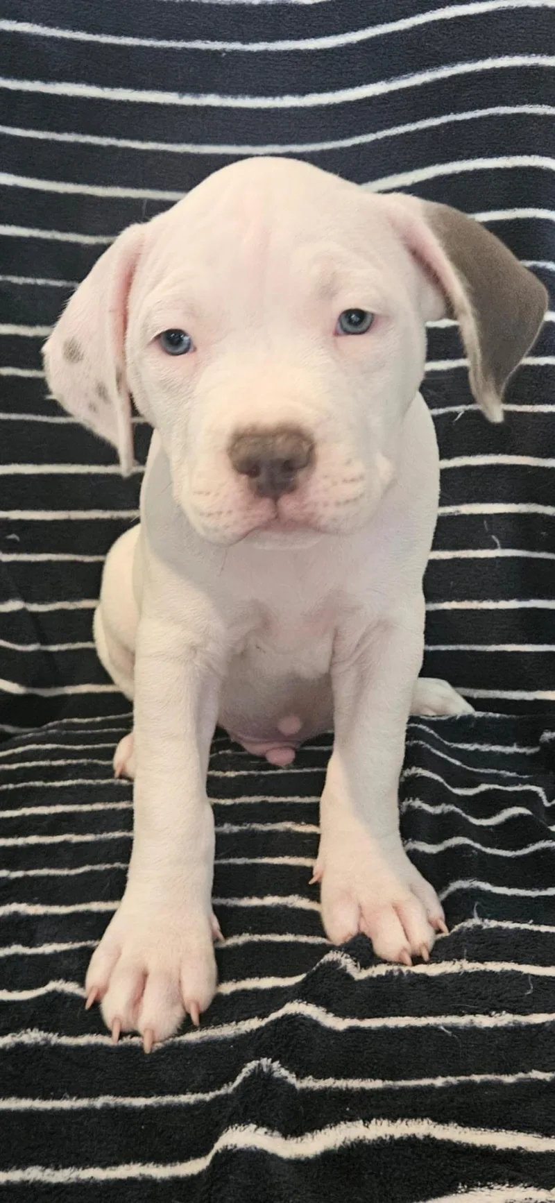 A baby medium-sized male American Staffordshire Terrier dog named Coco for adoption in Houston, TX