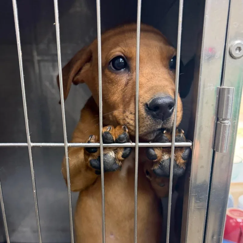 A baby small-sized female Labrador Retriever dog named Jane Dog for adoption in Madisonville, KY