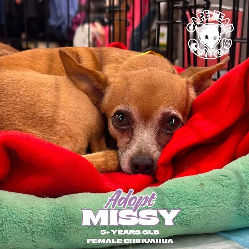 An adult small-sized female Chihuahua dog named Missy for adoption in Wilmington, NC