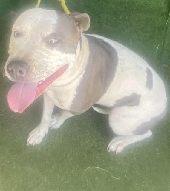 A young medium-sized female Pit Bull Terrier dog named Aldi for adoption in Lancaster, CA