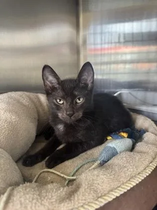 An adult small-sized female Domestic Short Hair cat named Siah for adoption in Saint Anne, IL