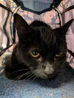 An adult medium-sized male Black Domestic Short Hair cat named Boosie for adoption in El Paso, TX