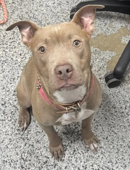 An adult medium-sized female Mixed Breed dog named Precious for adoption in West Chester, PA