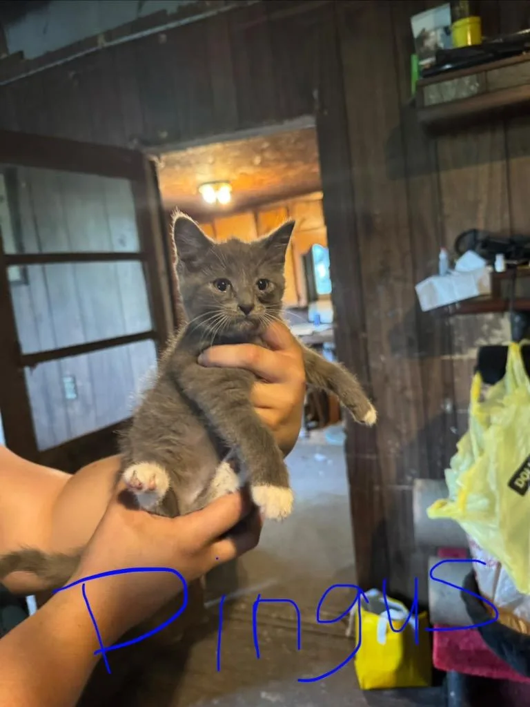 A baby medium-sized male Domestic Short Hair cat named Harris for adoption in Johnson City, TN