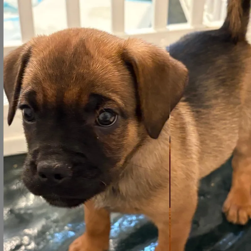 A baby small-sized female Brown / Chocolate Mixed Breed dog named Lily for adoption in Staten Island, NY