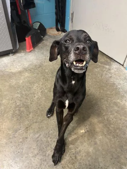 A baby medium-sized male Greyhound dog named Rolex for adoption in Paducah, KY