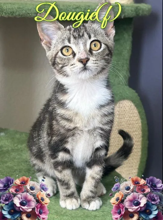 A baby medium-sized female Tabby (Gray / Blue / Silver) Domestic Short Hair cat named Dougie for adoption in Corinth, NY