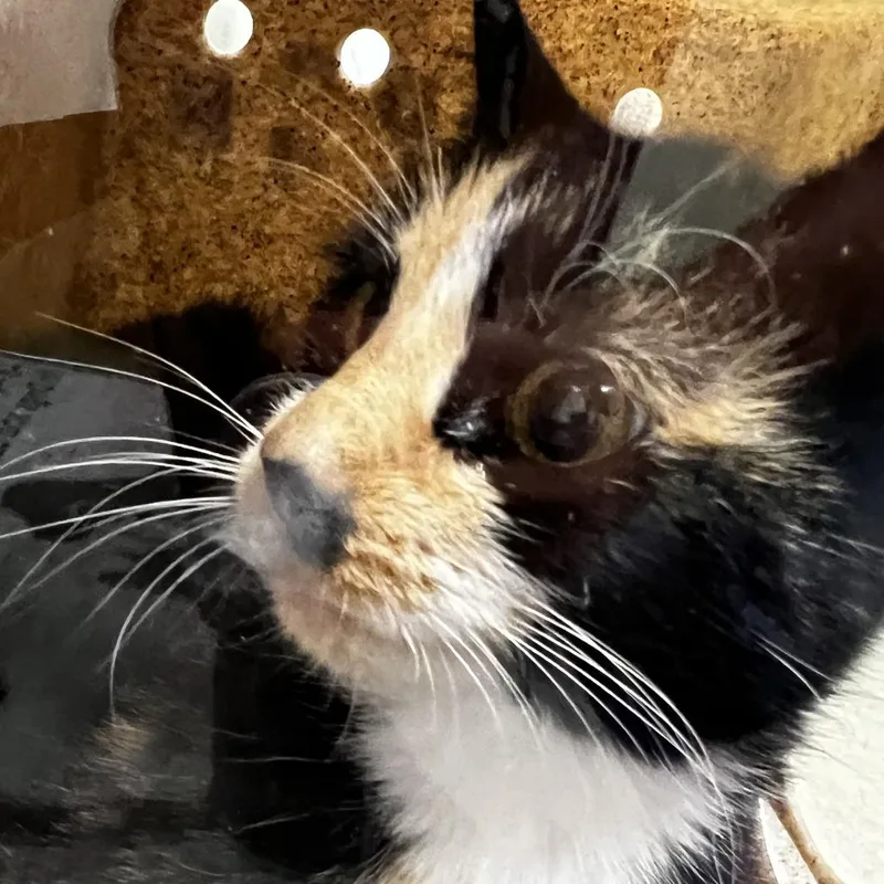 An adult small-sized female Brown / Chocolate Domestic Short Hair cat named 72734 for adoption in Harrisonburg, VA