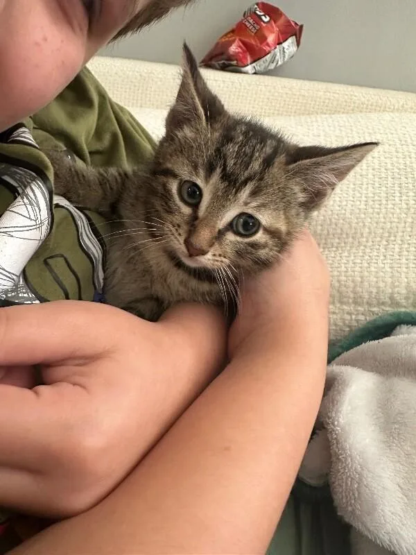 A young medium-sized female Tabby (Brown / Chocolate) Domestic Short Hair cat named Jemi for adoption in Adrian, MI