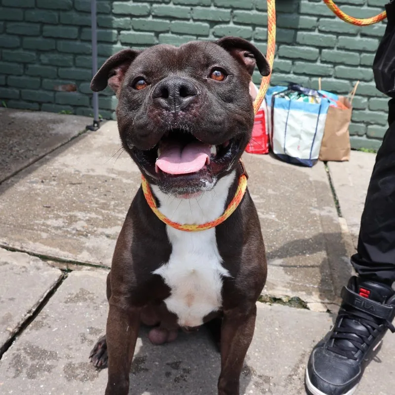 An adult medium-sized male Pit Bull Terrier dog named Lucho for adoption in Weimar, CA