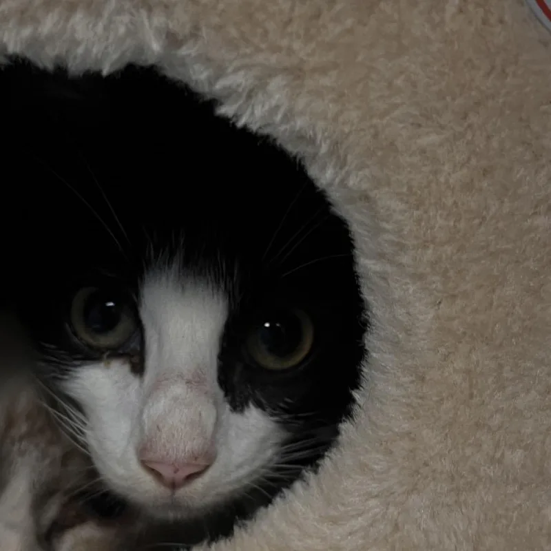 Mochi
