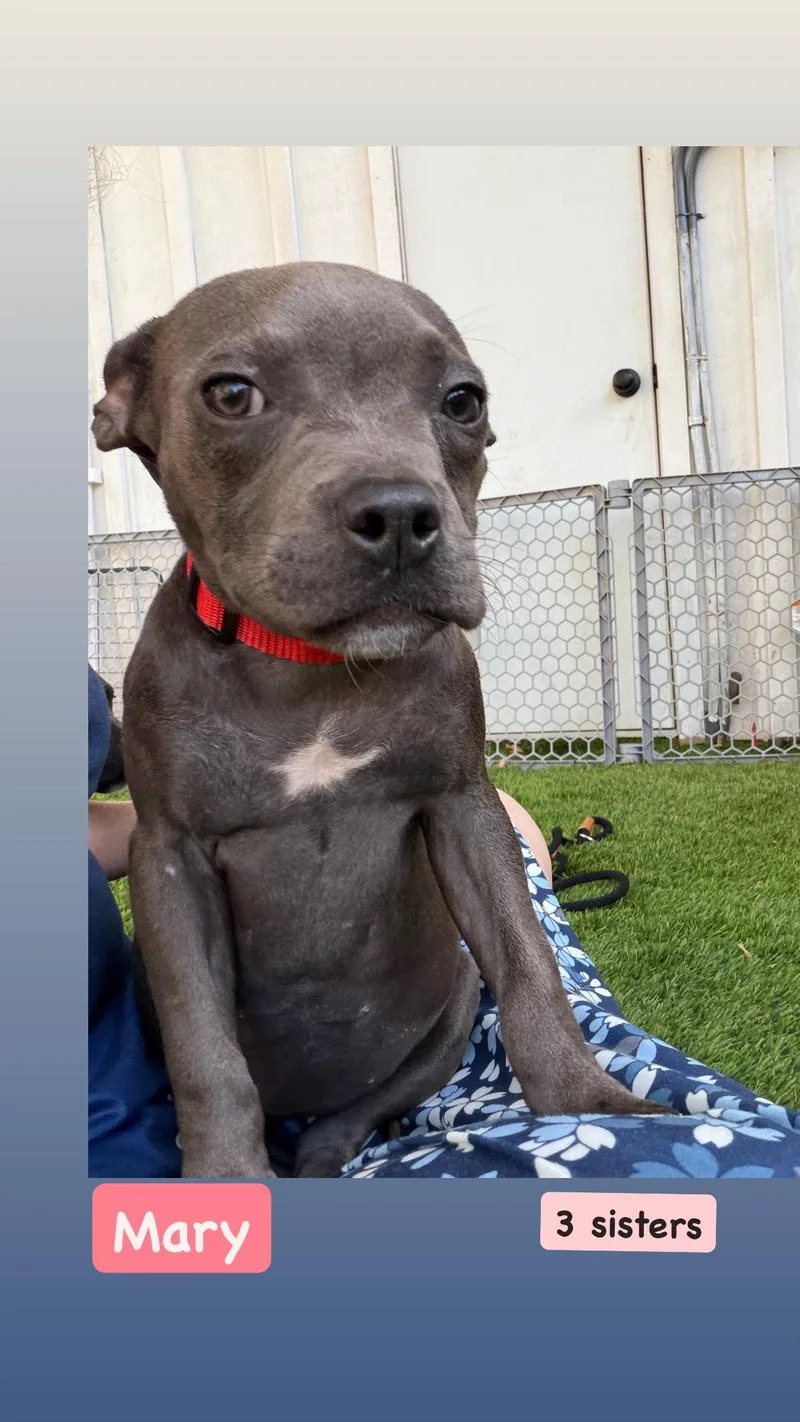 A baby medium-sized female American Staffordshire Terrier dog named Sanderson Sisters  Mary for adoption in San Diego, CA