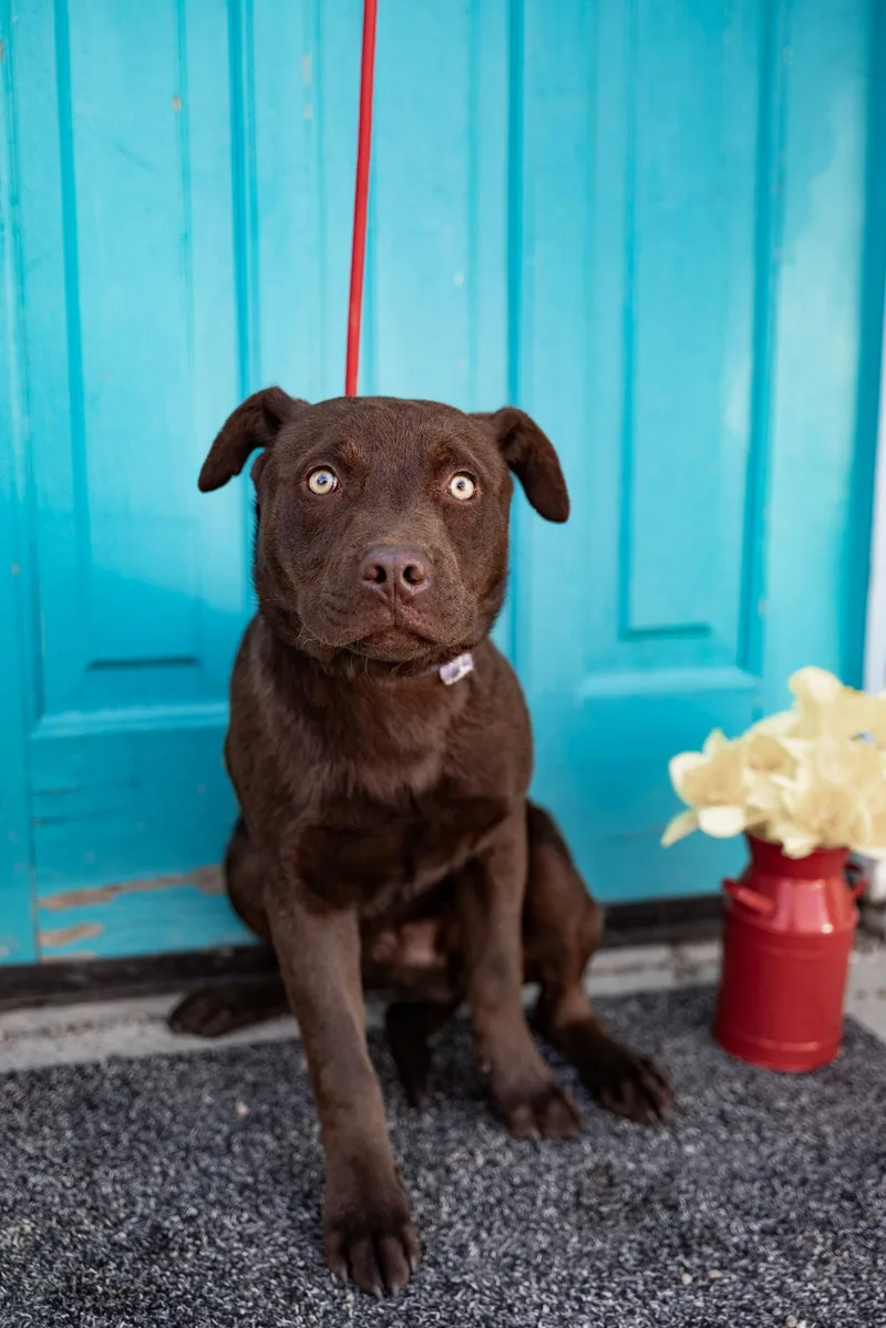 A young medium-sized male Labrador Retriever dog named 275-26 (Midas) for adoption in Brighton, CO