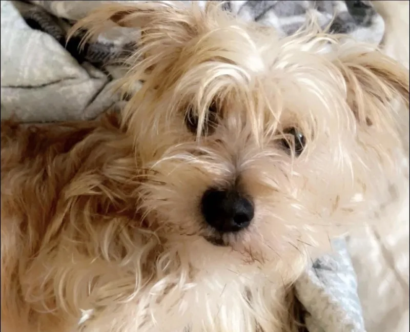 Milo & Bailey thumbnail 2