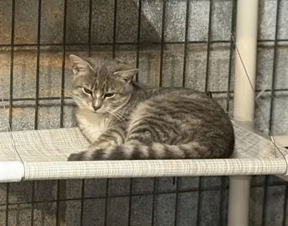 A young small-sized male Domestic Short Hair cat named Socks for adoption in Wilkesboro, NC