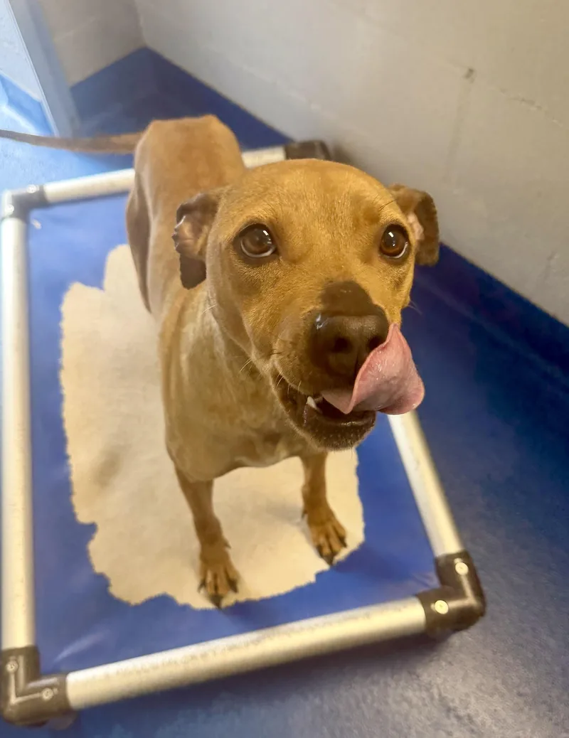 An adult medium-sized female Golden Terrier dog named Harley for adoption in Lancaster, SC