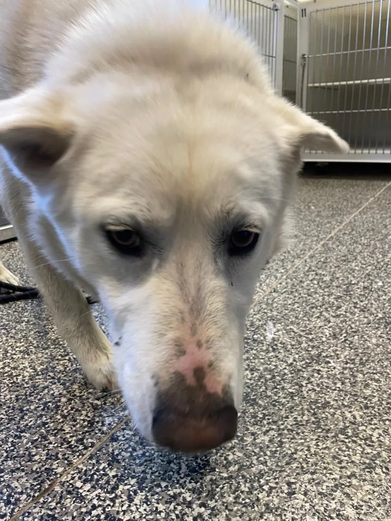 An adult large-sized male Mixed Breed dog named Galloway for adoption in Columbia, TN