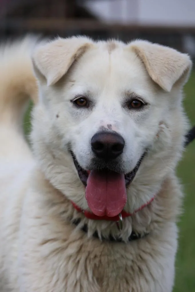 Galloway thumbnail 2