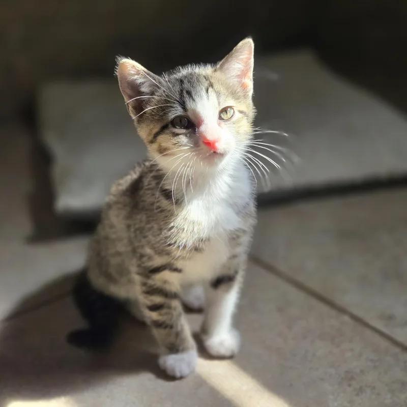A baby medium-sized male Tabby (Gray / Blue / Silver) Domestic Short Hair cat named Cricket for adoption in Mansfield, TX
