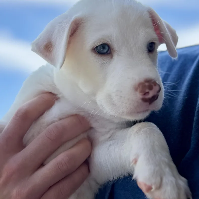 A baby large-sized male Shepherd dog named Mesa for adoption in Pflugerville, TX