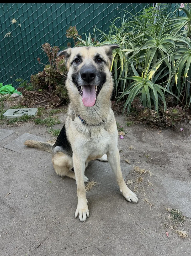 A young large-sized male Bicolor German Shepherd Dog dog named King for adoption in Claremont, CA