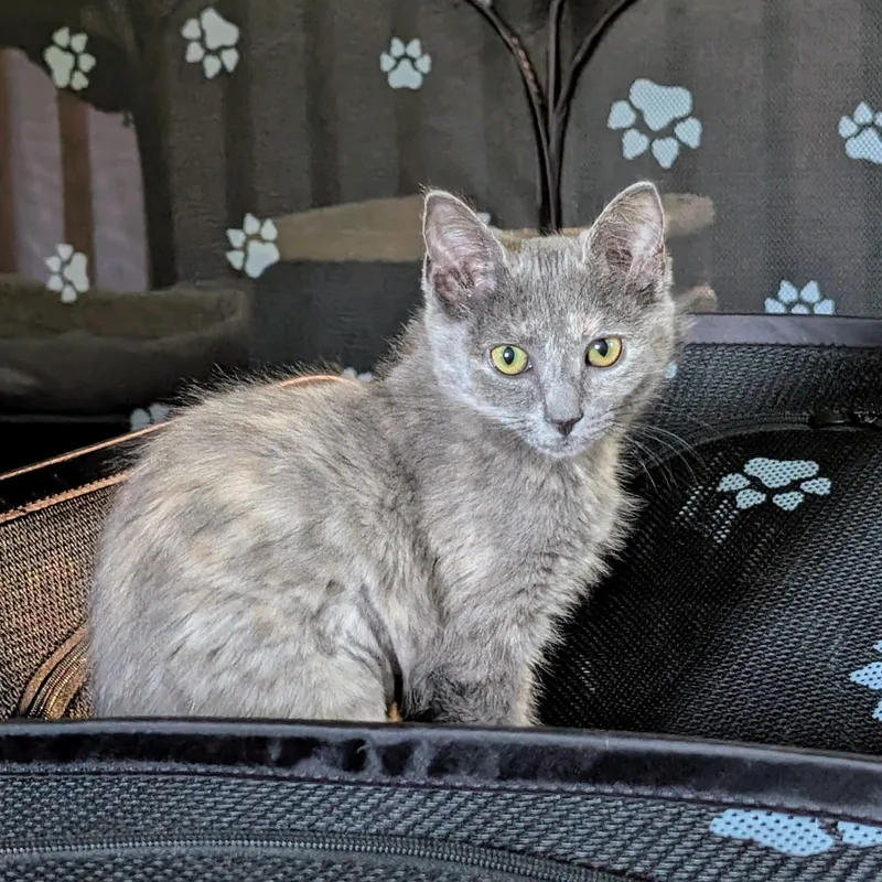 A baby small-sized female Dilute Tortoiseshell Domestic Short Hair cat named Sudri for adoption in Richmond, VA
