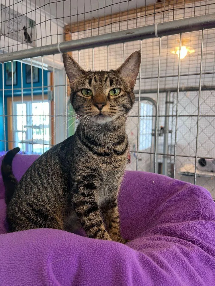 A young medium-sized female Gray / Blue / Silver Domestic Short Hair cat named Thelma for adoption in McPherson, KS