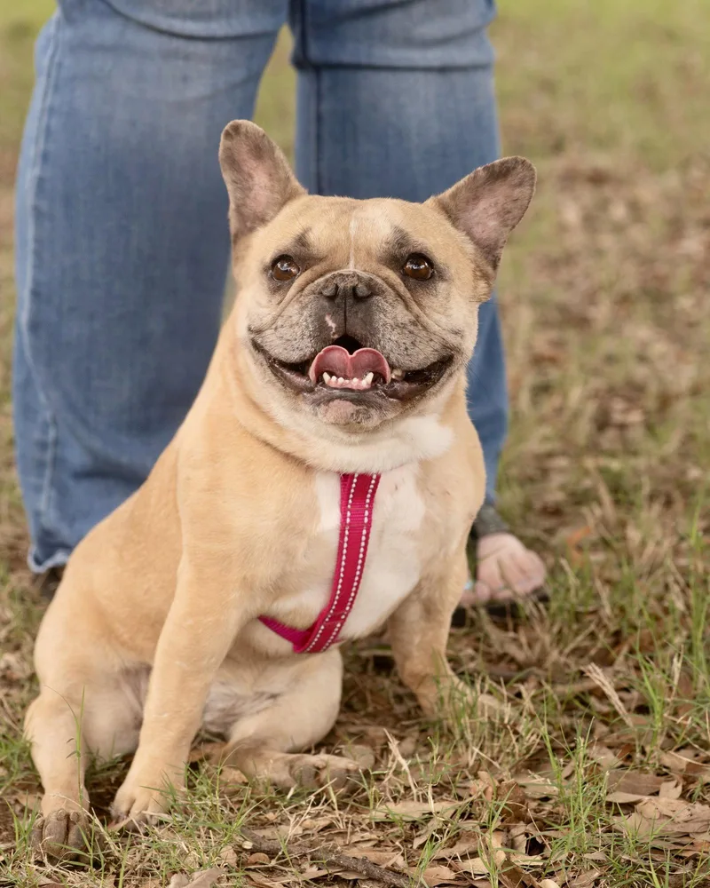 A young small-sized female French Bulldog dog named Georgia for adoption in Southaven, MS