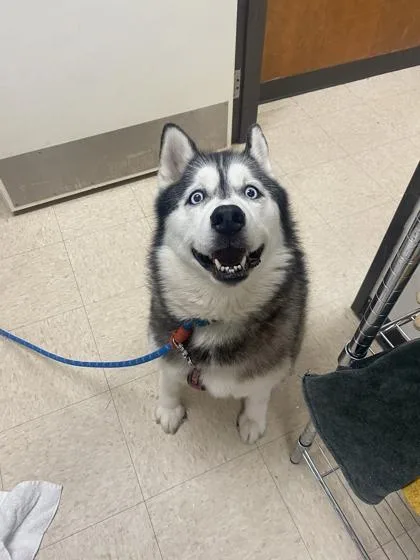 An adult large-sized female Siberian Husky dog named Keyna for adoption in Burlington, WA