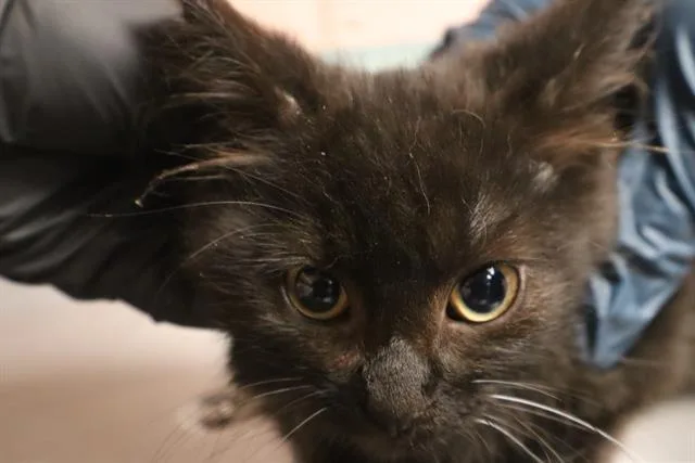 A baby small-sized male Domestic Short Hair cat named River for adoption in Columbia, SC